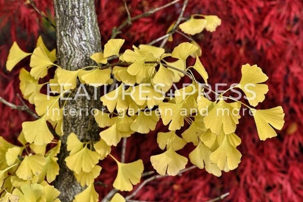 Empress Foxglove Tree Leaves Wood Decorative Plant Craft Ornaments Concrete Base 