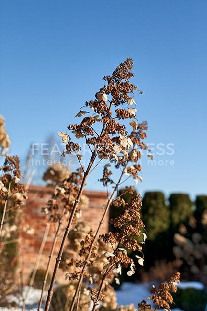 https://features4press.com/wp-content/uploads/2021/11/27942-dried-hydrangea-flowers-in-english-style-garden-in-winter.jpg